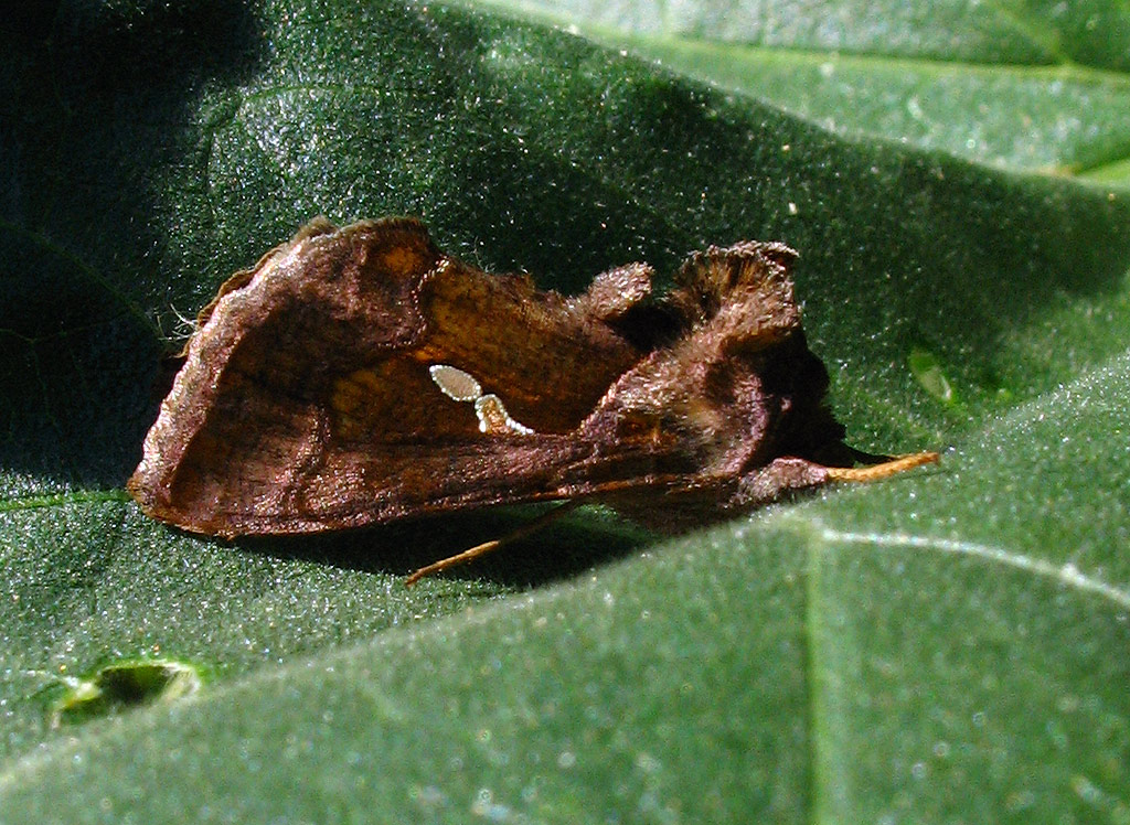 Noctuidae: Chrysodeixis chalcites