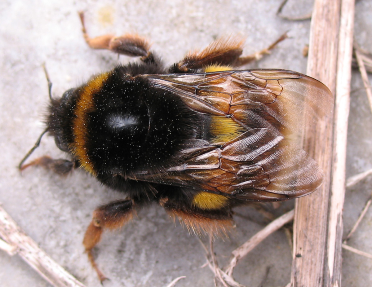 Bombus terestris dell''Elba.