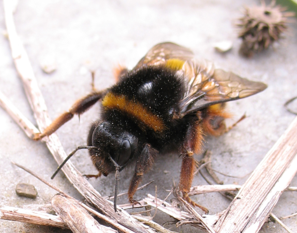 Bombus terestris dell''Elba.