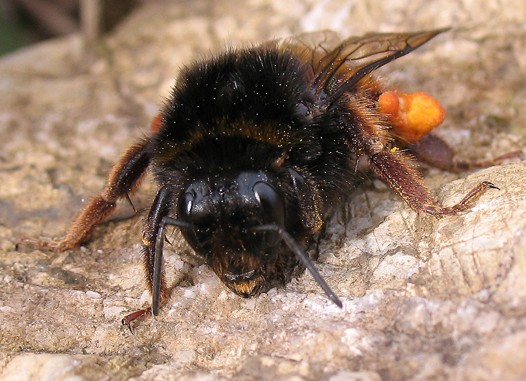 Bombus terestris dell''Elba.
