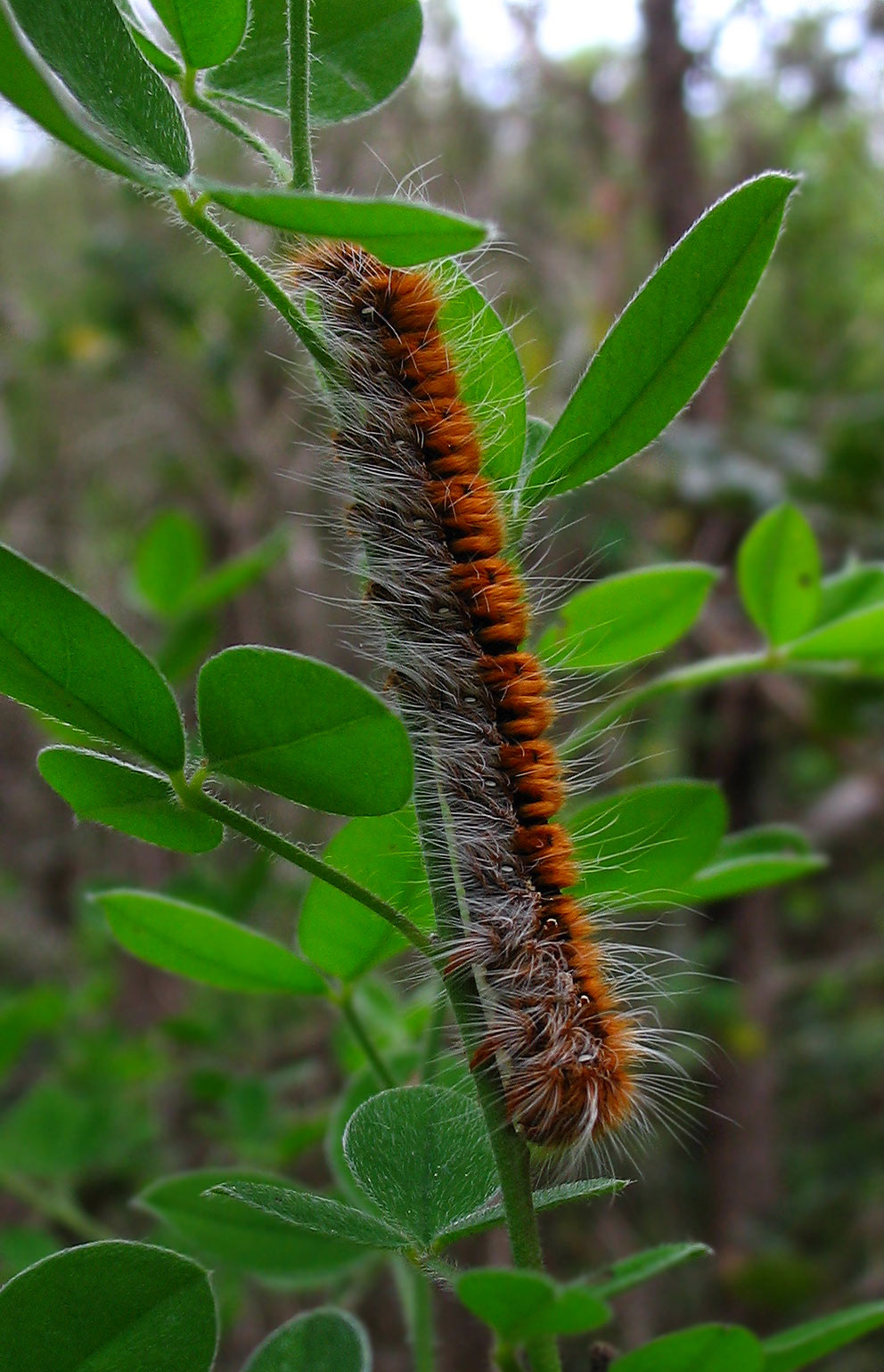 Grosso bruco arancio molto peloso (Lasiocampa quercus)