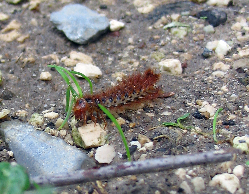 larva di Drilidae: Malacogaster