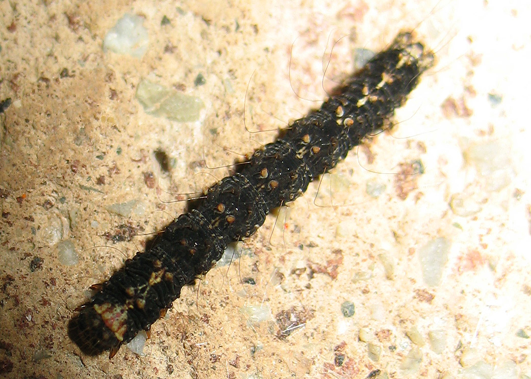 Parascotia sp.