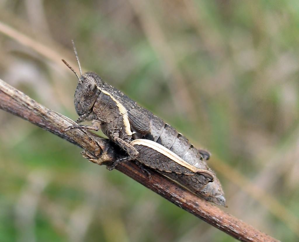 Pezotettix giornae (Acrididae, Catantopinae)