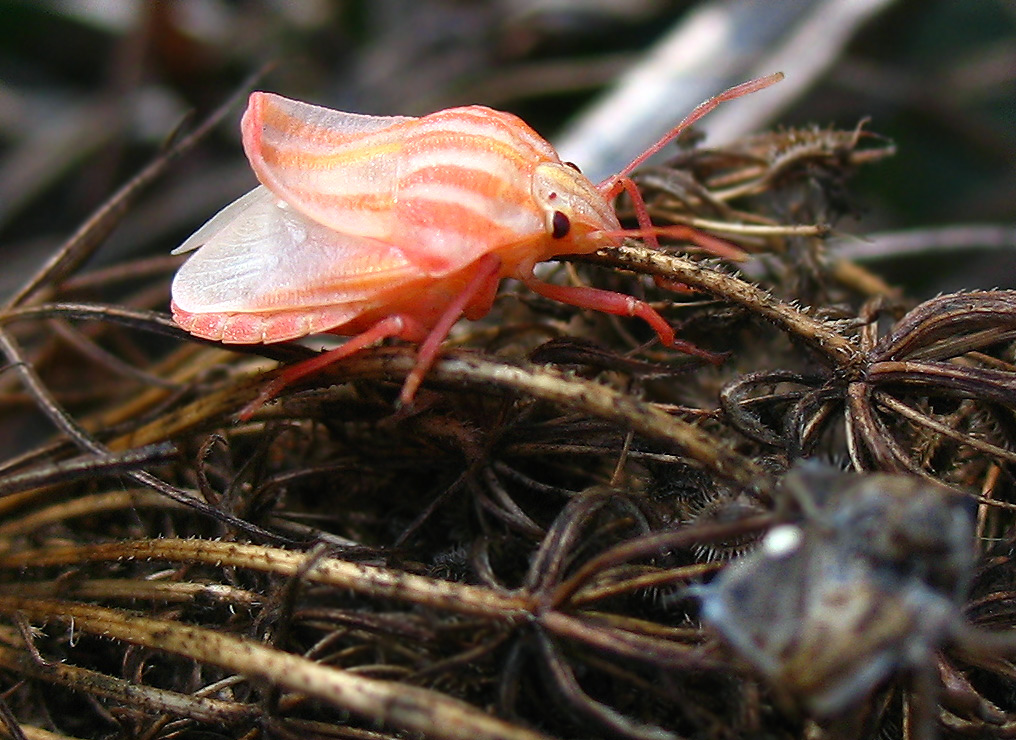 Graphosoma lineatum (??) cambia pelle
