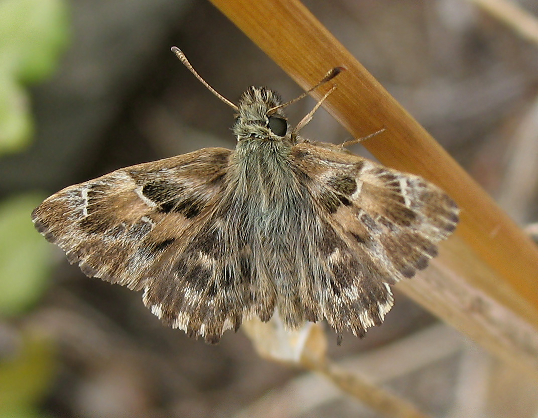 Carcharodus alceae, imago e bruco