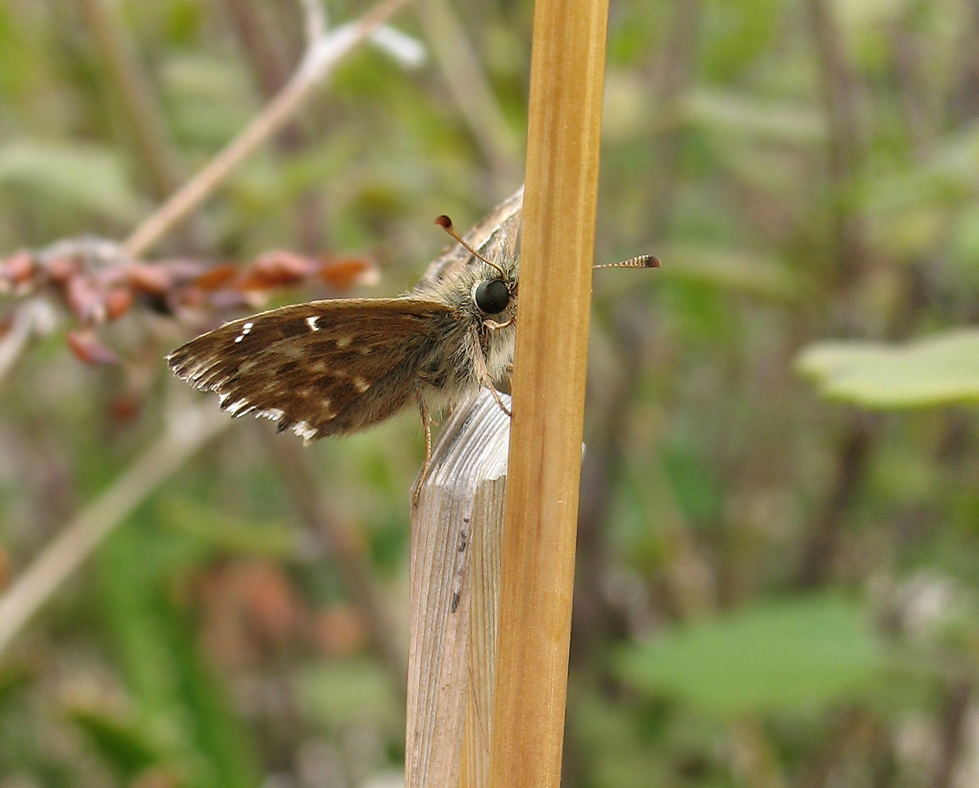 Carcharodus alceae, imago e bruco