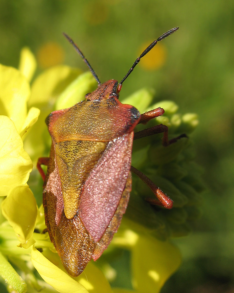 Carpocoris mediterraneus?