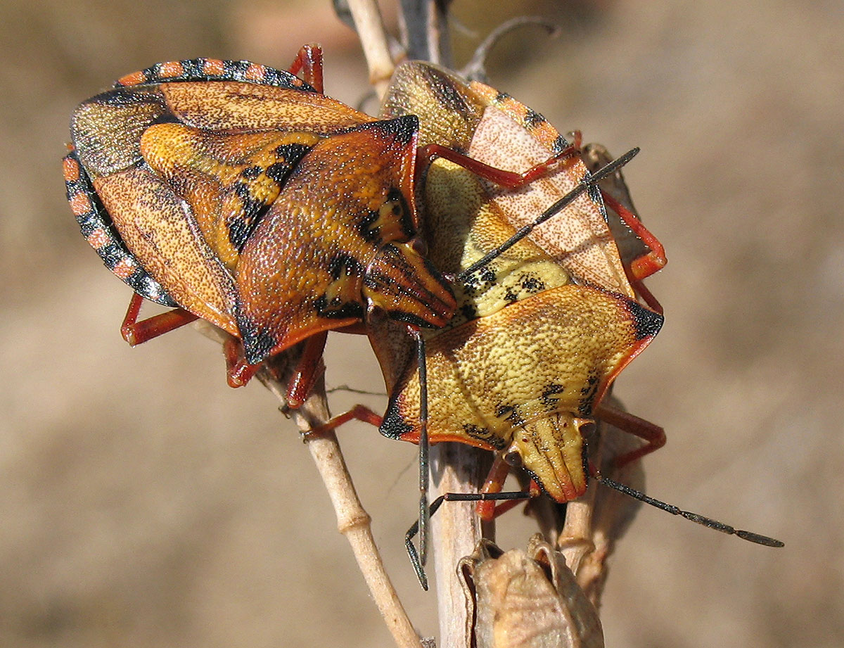 Carpocoris mediterraneus e pudicus