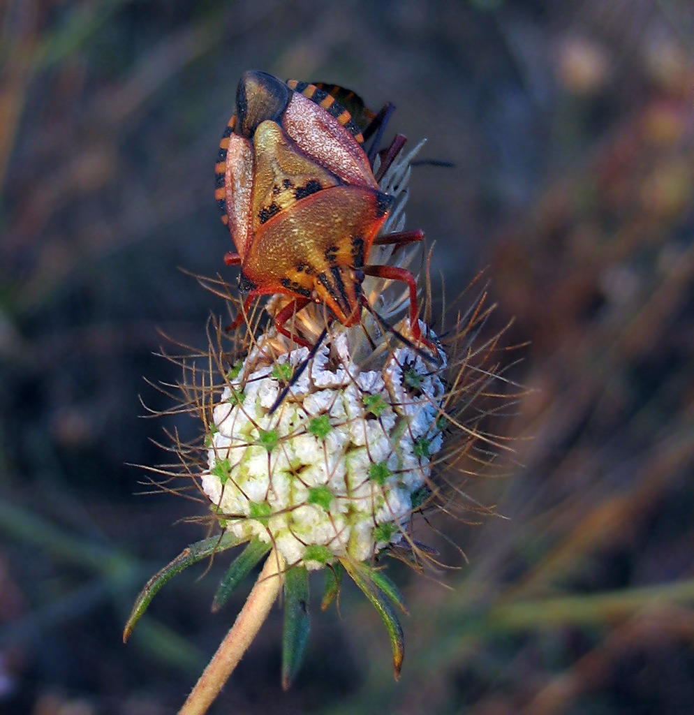 Pentatomidae: Carpocoris mediterraneus