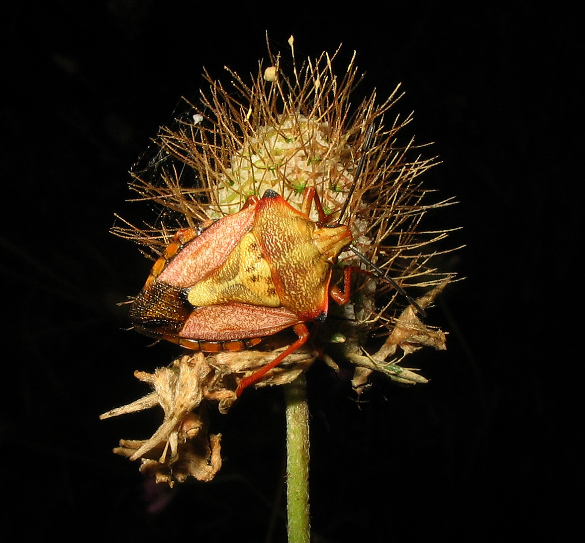 Pentatomidae: Carpocoris mediterraneus