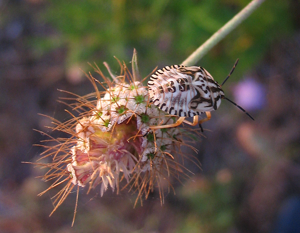 Pentatomidae: Carpocoris mediterraneus