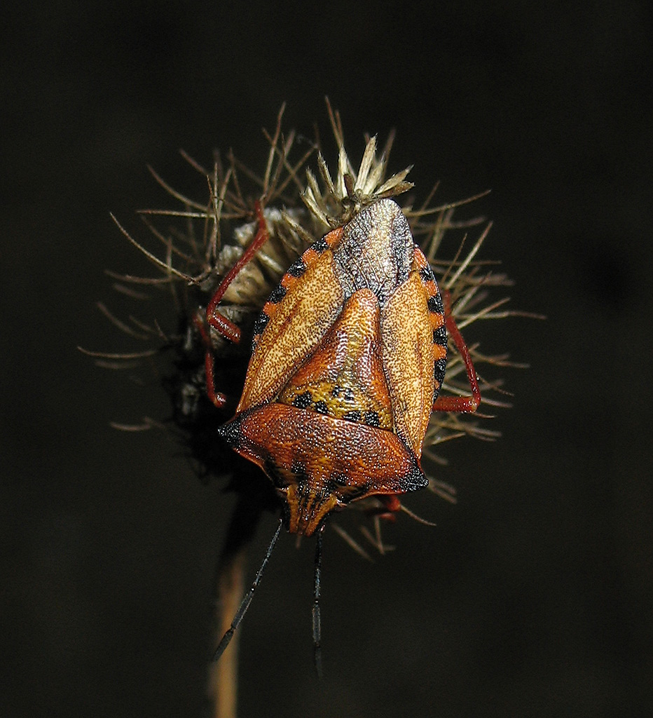 Carpocoris mediterraneus?