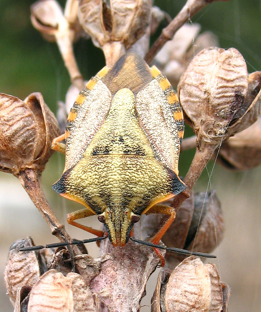 Carpocoris mediterraneus?