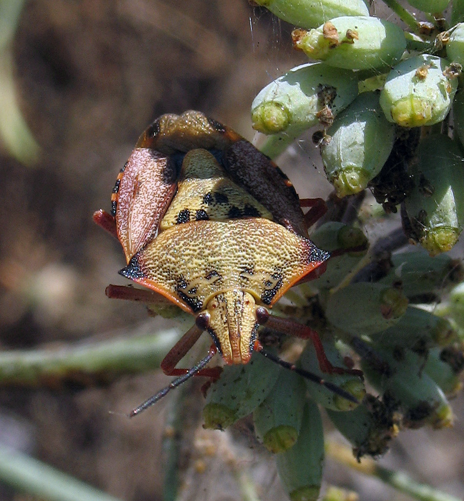 Carpocoris mediterraneus?