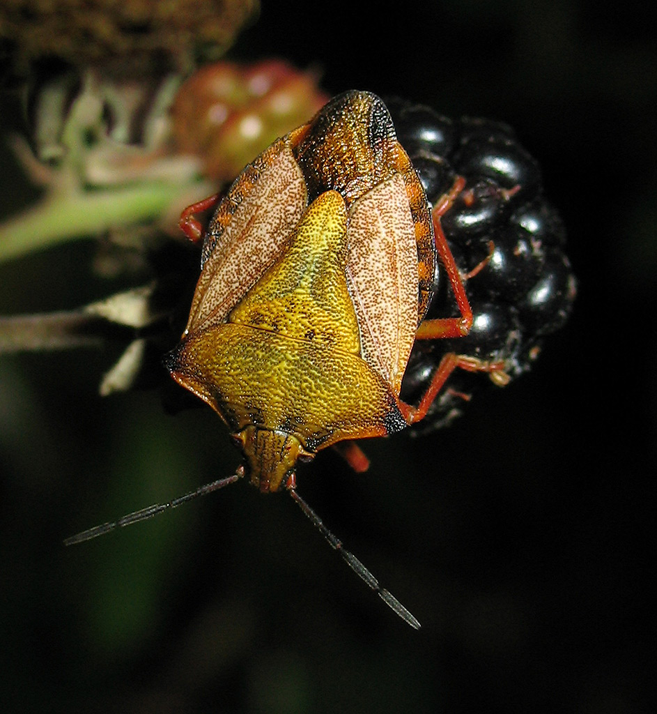 Carpocoris mediterraneus?