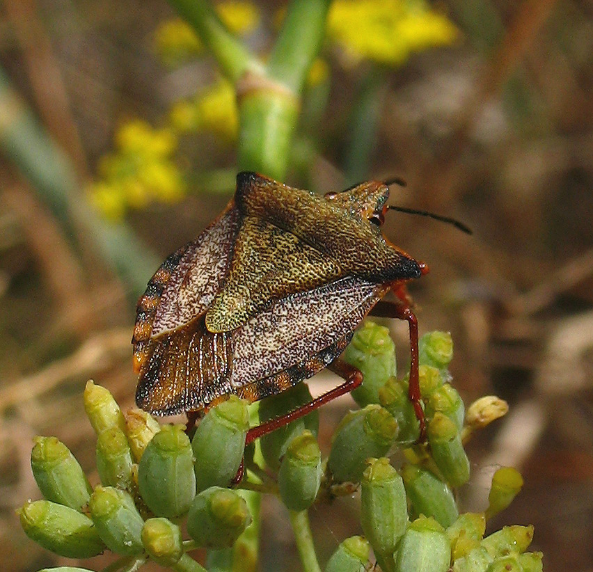 Carpocoris mediterraneus?