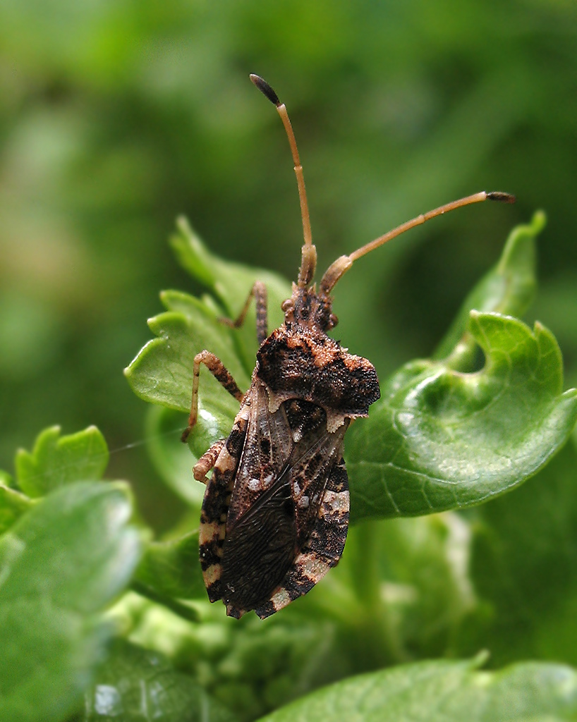 Centrocoris variegatus