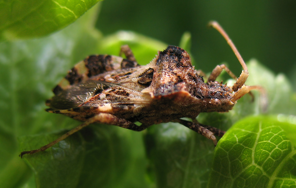 Centrocoris variegatus