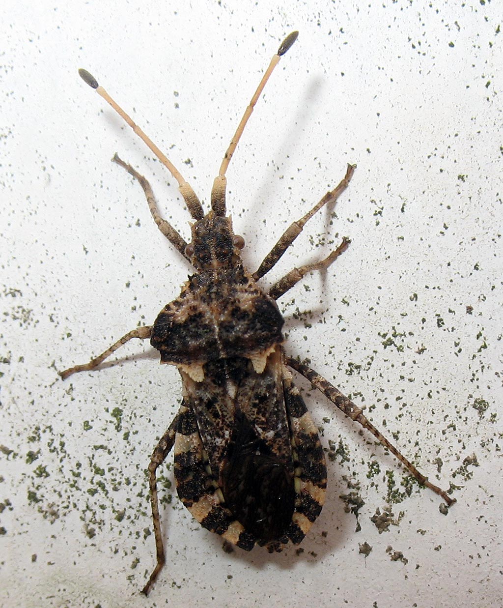 Centrocoris variegatus