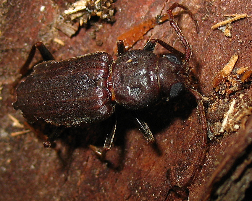 Cerambycidae - Arhopalus syriacus