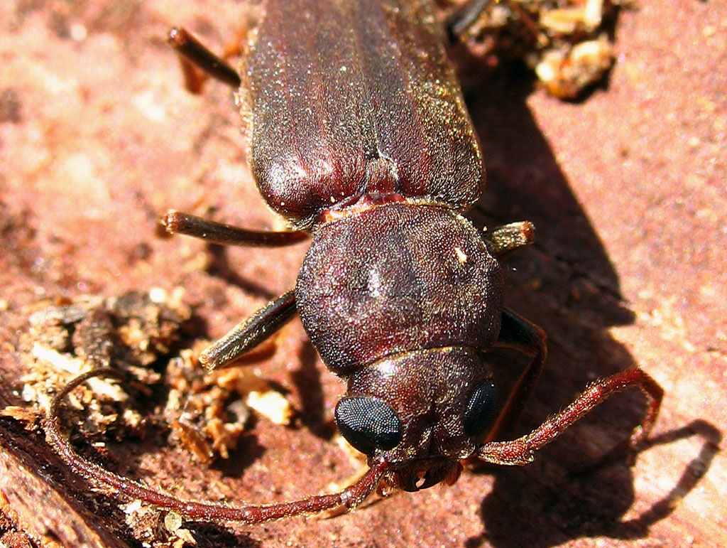 Cerambycidae - Arhopalus syriacus