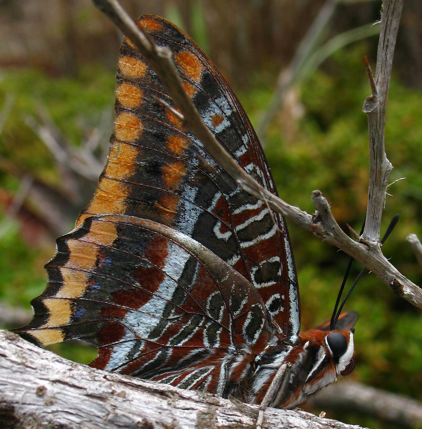 Charaxes jasius, la guerriera.