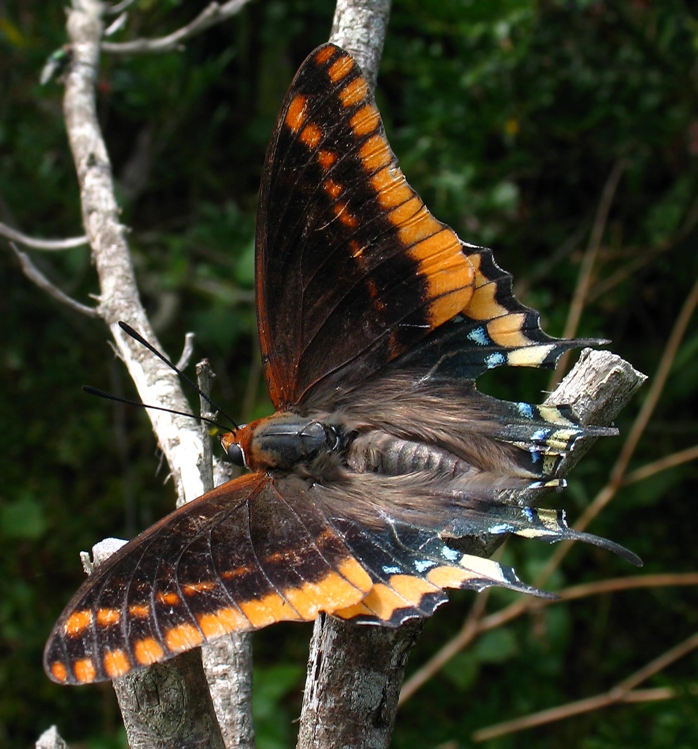 Charaxes jasius, la guerriera.