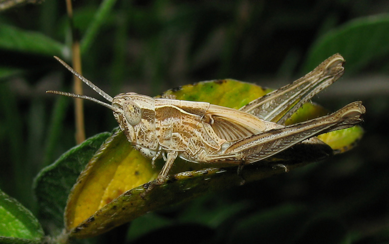 Chorthippus (Glyptobothrus) sp.