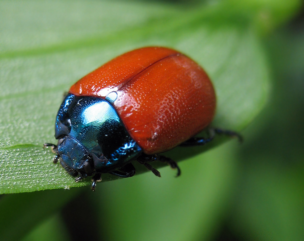 Chrysolina grossa?