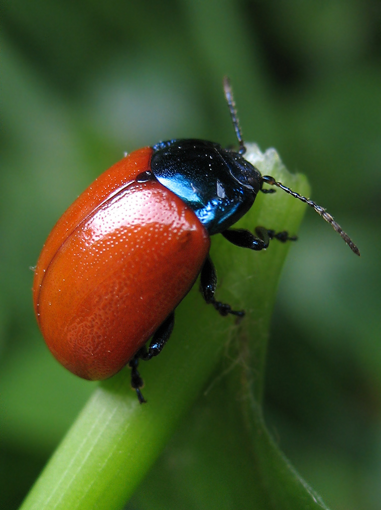 Chrysolina grossa?