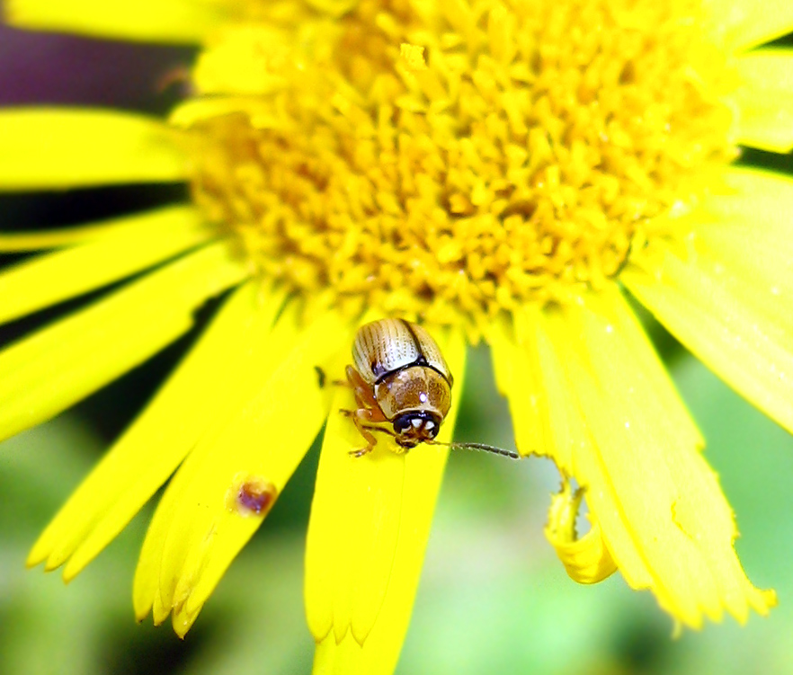 Cryptocephalus fulvus
