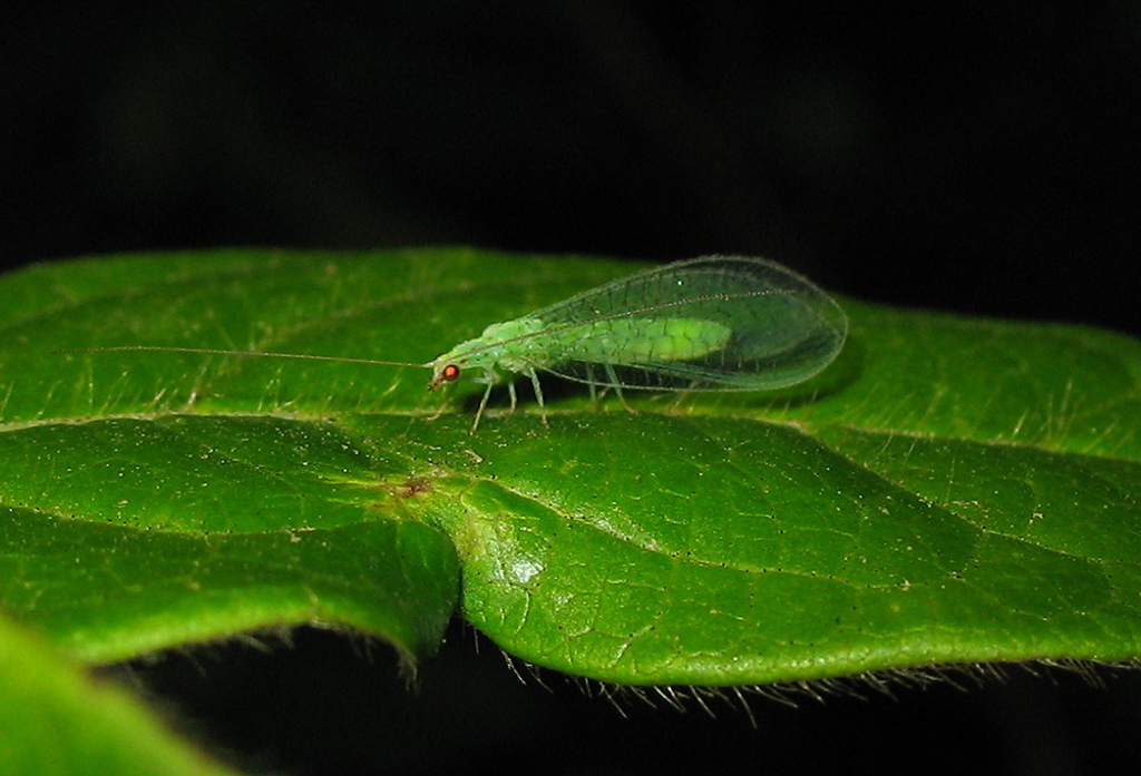 Dichochrysa sp.