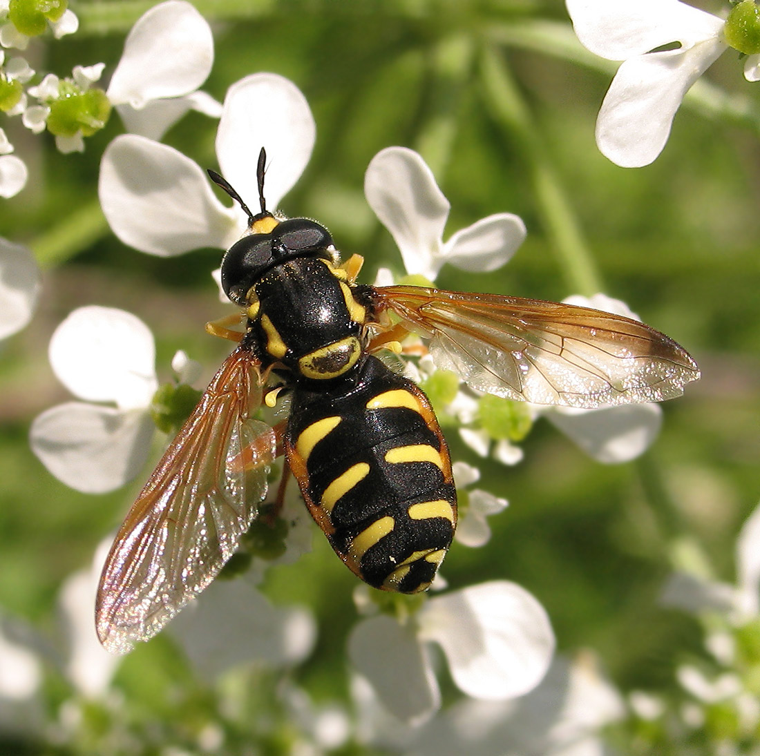 Chrysotoxum intermedium.