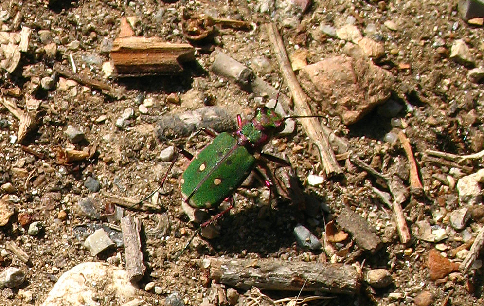 Cincindela campestris