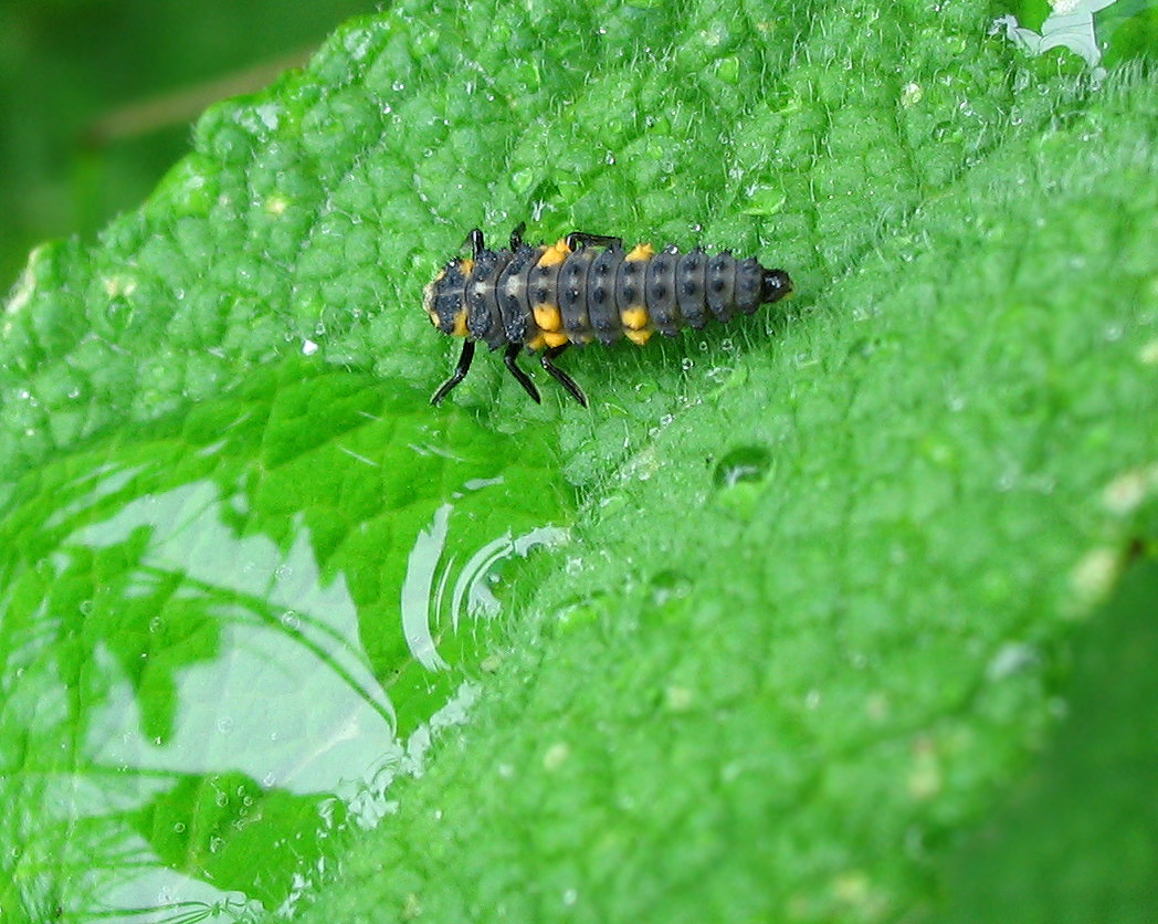 Coccinella septempunctata