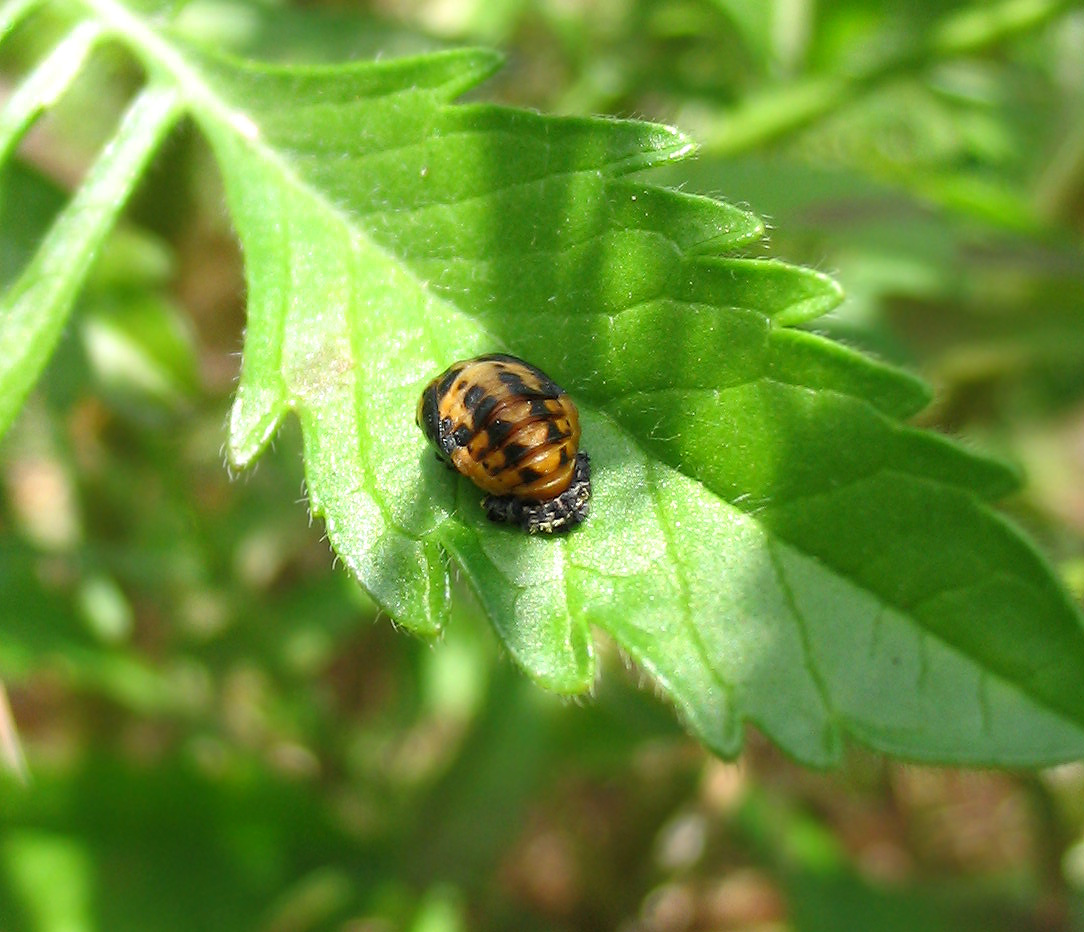 Coccinella septempunctata