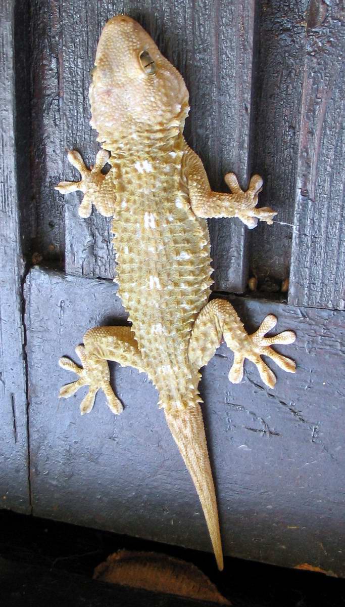 Geco in casa