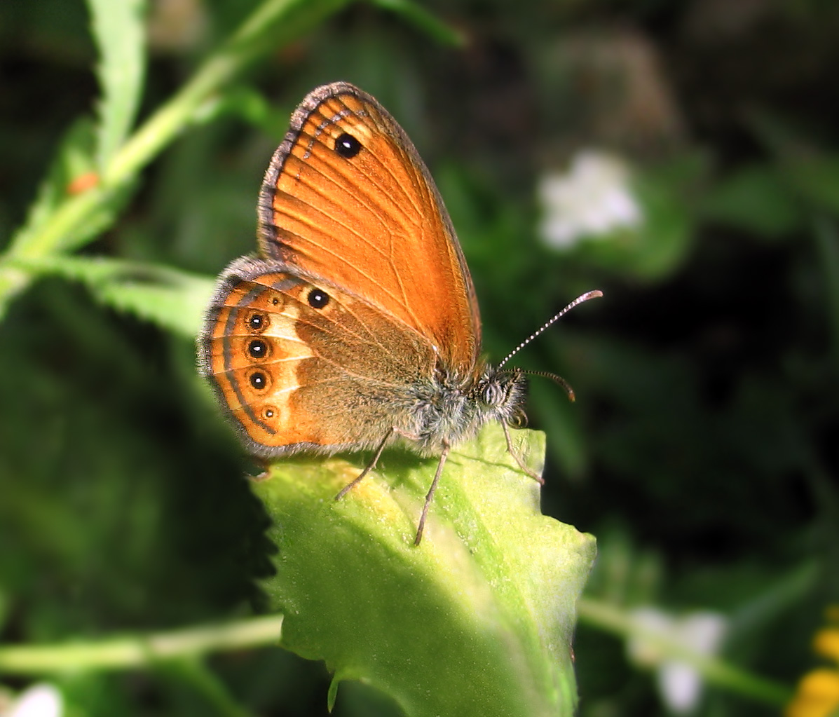 Coenonympha elbana