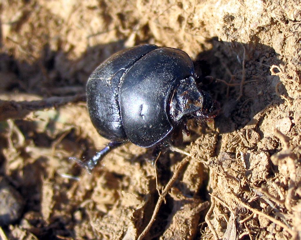 Coleoptera: ma non so chi sia.