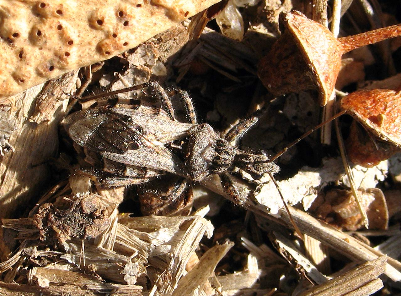 Un altro Coranus sp.