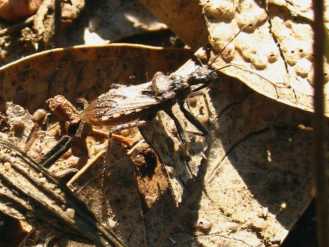Un altro Coranus sp.