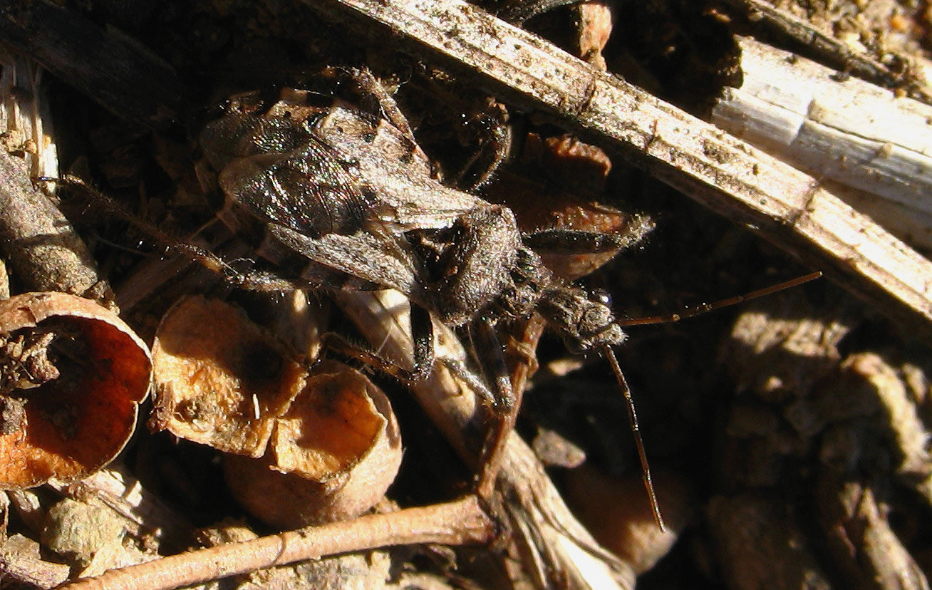 Un altro Coranus sp.