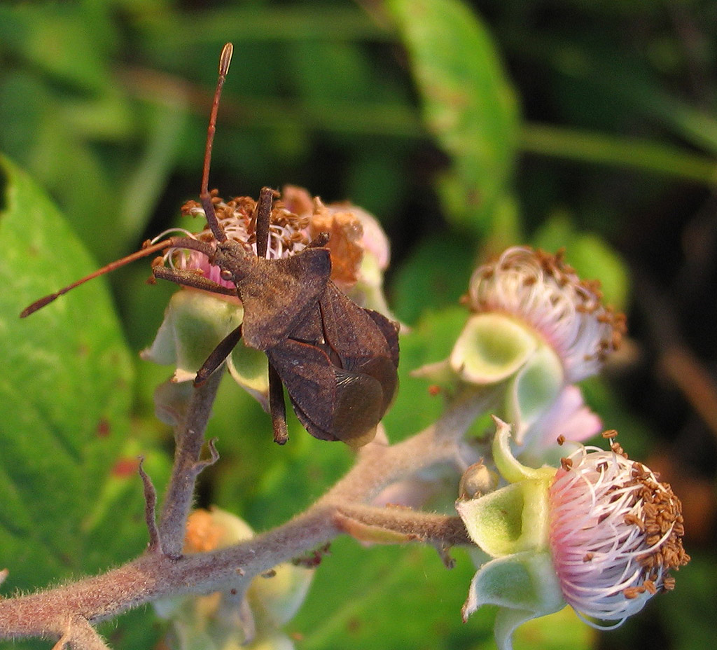Coreidae: Coreus marginatus dell''Isola d''Elba