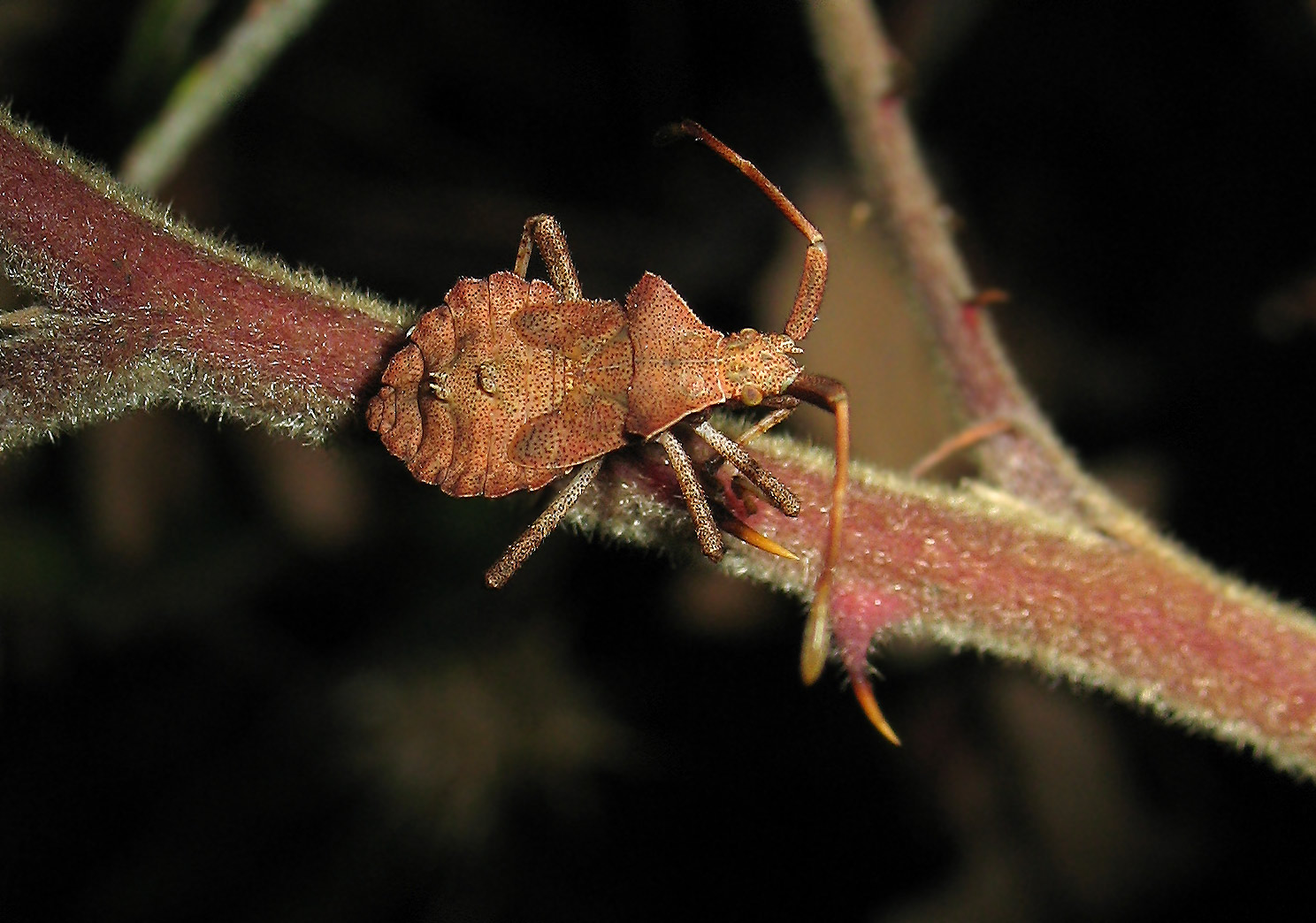 Coreus marginatus ninfa