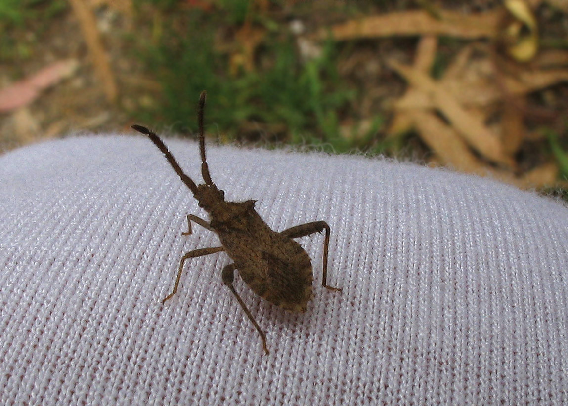 Coreidae: Coriomeris denticulatus?