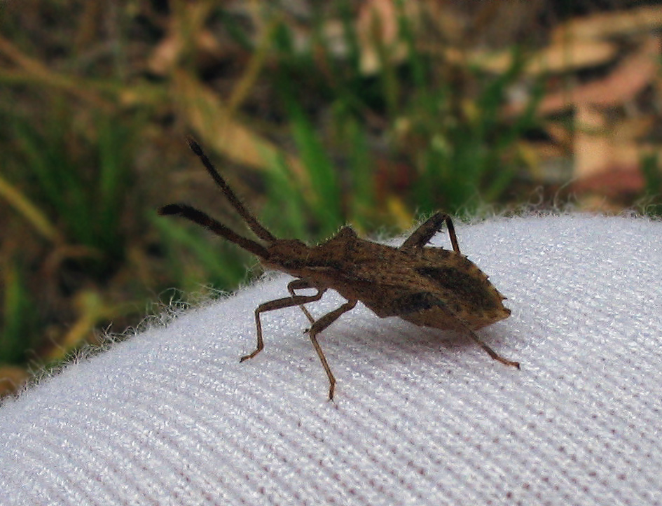 Coreidae: Coriomeris denticulatus?