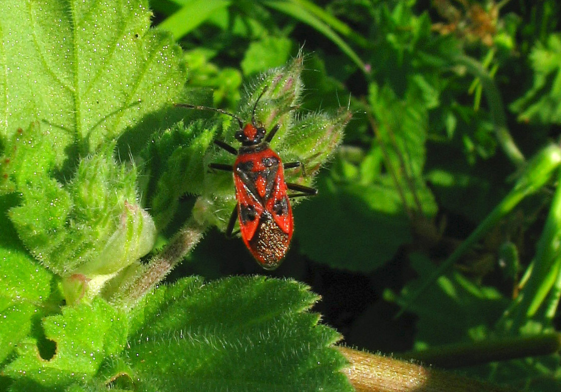 Rhopalide: Corizus hyoscyami e C.nigridorsum