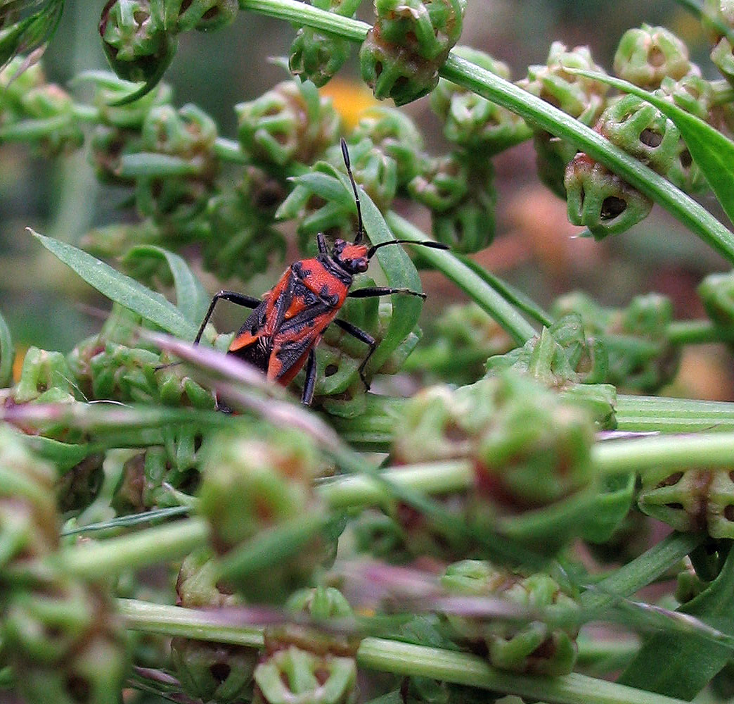 Rhopalide: Corizus hyoscyami e C.nigridorsum