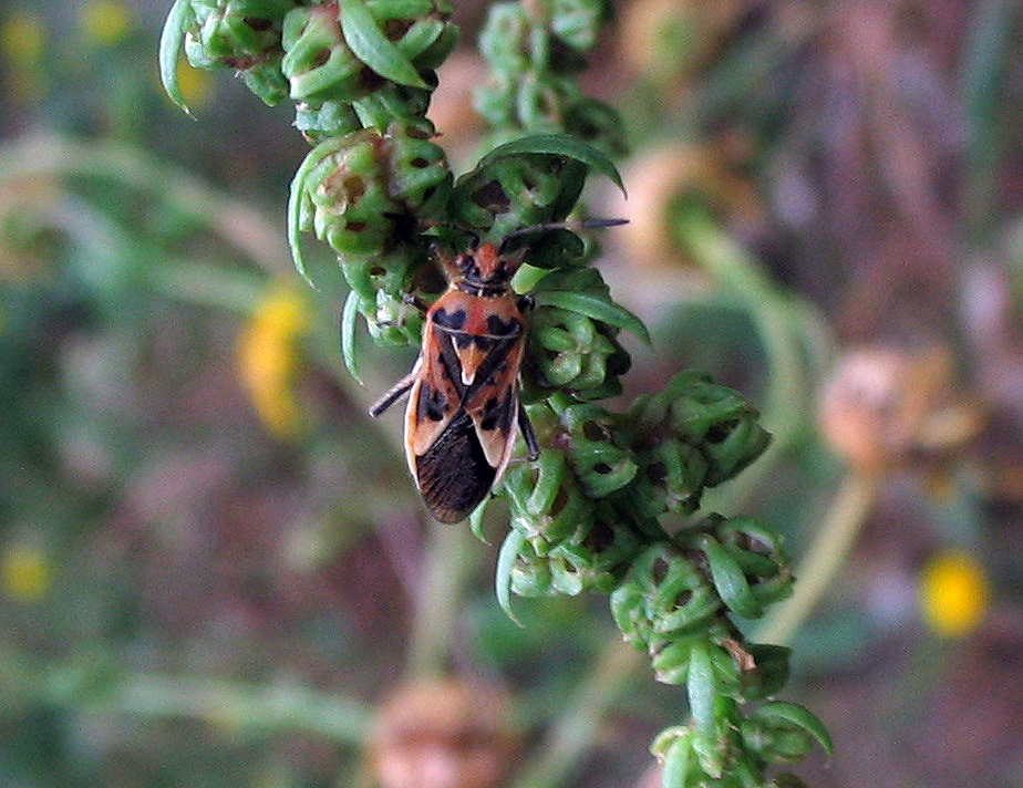 Rhopalide: Corizus hyoscyami e C.nigridorsum